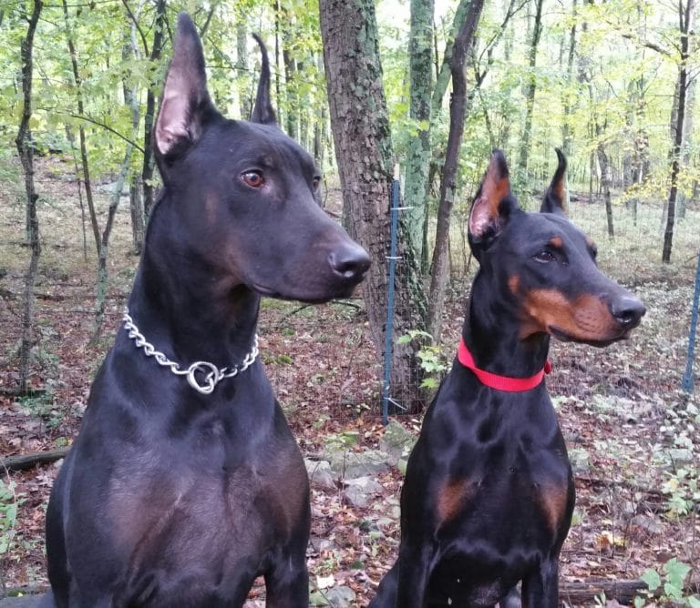 All the Colors and Types of the Doberman Pinscher Doberman