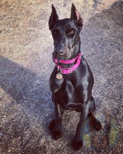 A juvenile melanistic black Doberman.