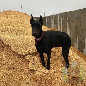 Juvenile melanistic black Doberman.