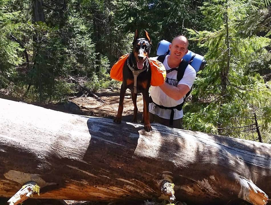 A weighted backpack on a Doberman.