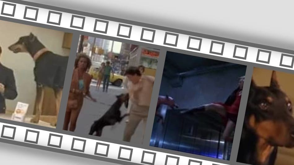 Movie strip of scenes in various movies featuring Dobermans.