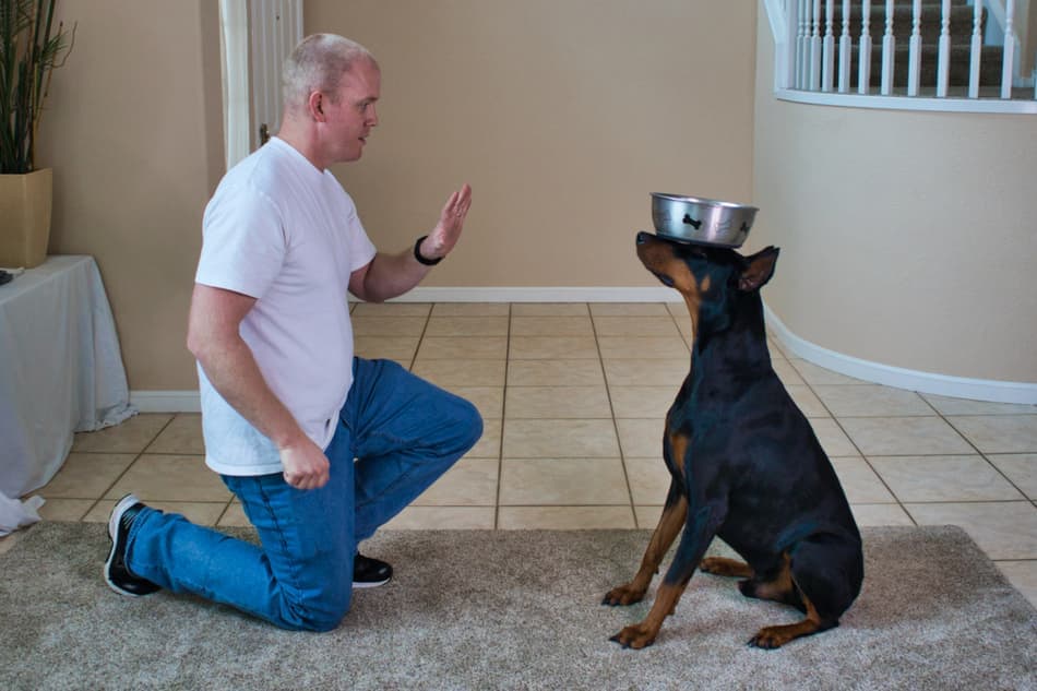 Easy Tricks to Teach a Doberman