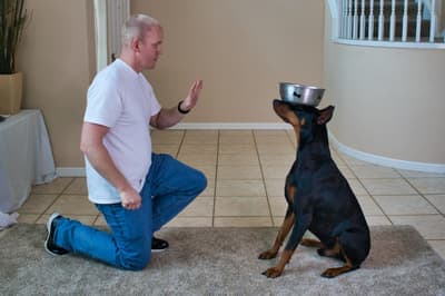 13 Easy Tricks To Teach Your Doberman With Pictures Doberman Planet