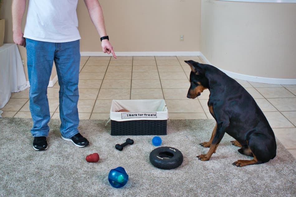 Advanced Doberman Tricks