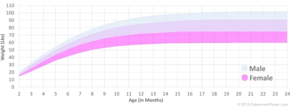 Doberman Weight Growth Curve and Average Weights