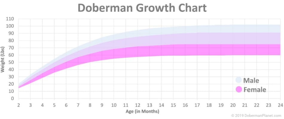 Doberman Growth Chart for Males and Females