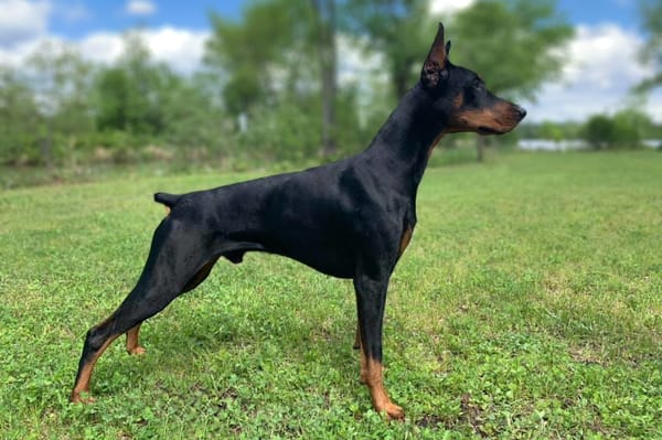 difference between european doberman and american