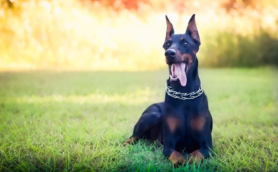 American Doberman Lying DownLarge Doberman