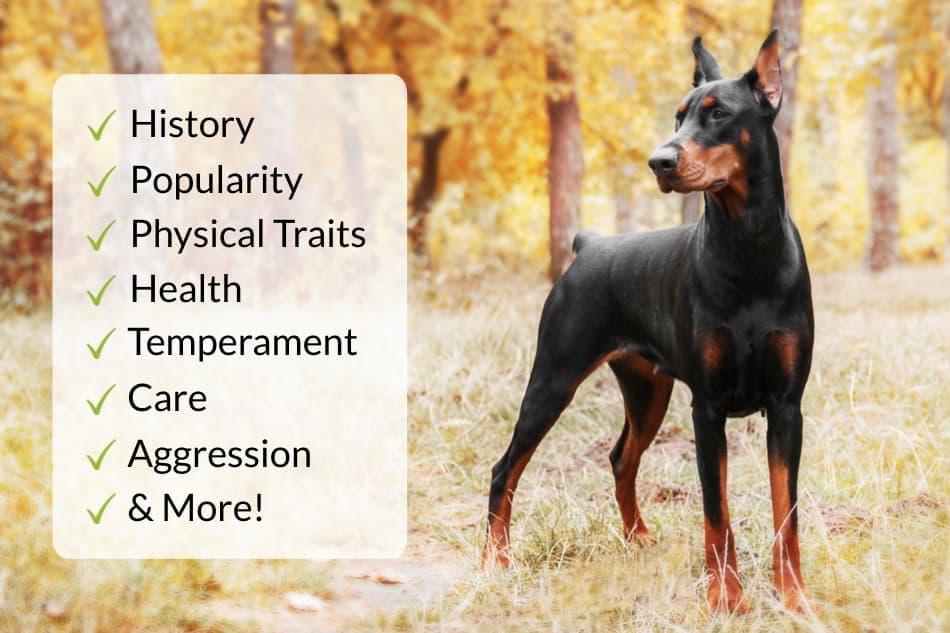 are dobermans good emotional support dogs