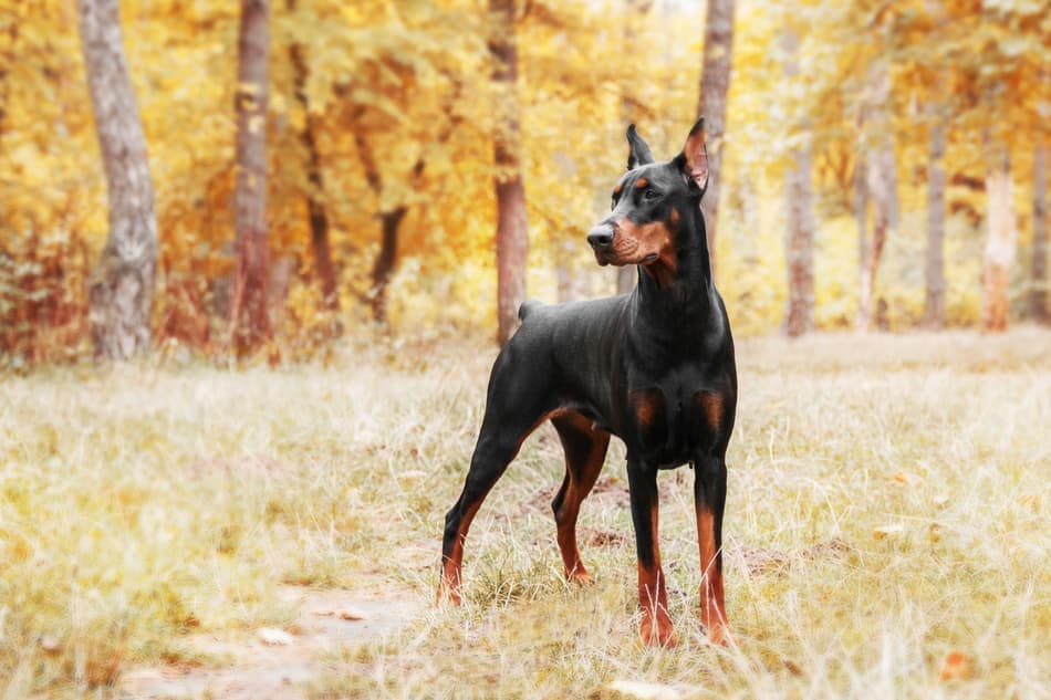 what breeds were usedto make up the doberman