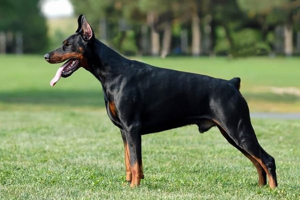 what is a european doberman