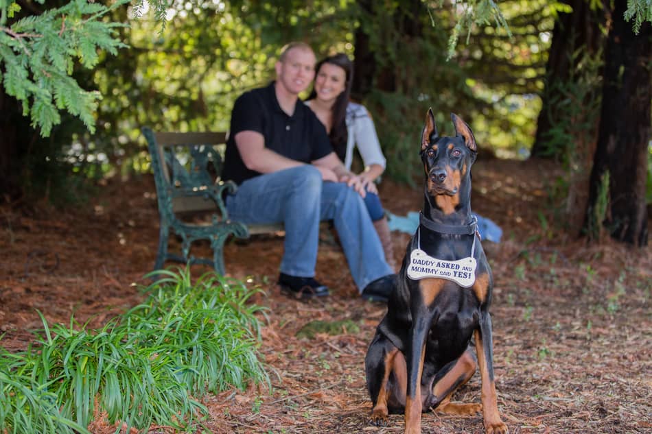 family doberman