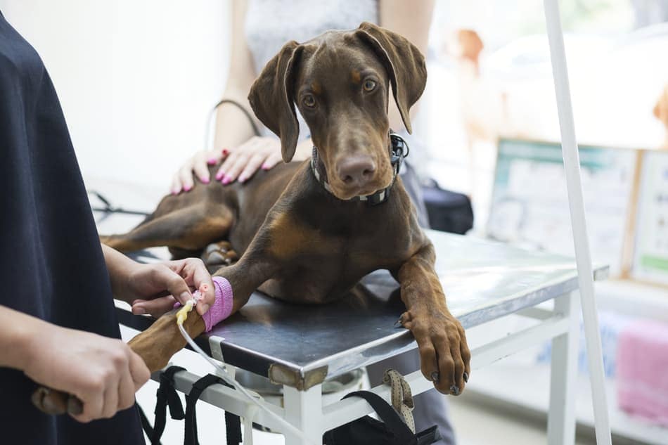 Doberman being seen by a vet.