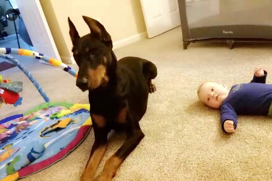 A Doberman babysitting a baby.