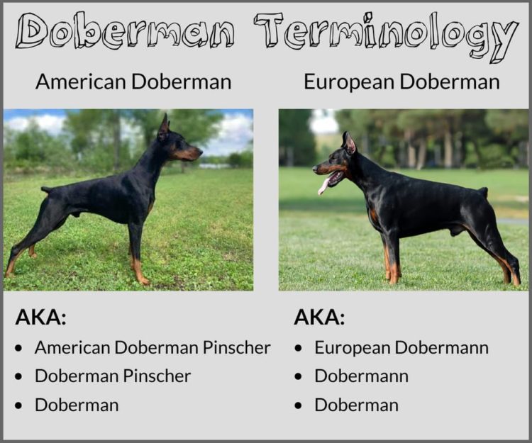 Doberman vs. Doberman Pinscher What’s the Difference? Doberman