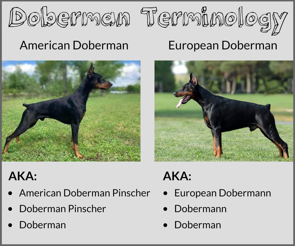 difference between doberman and german pinscher