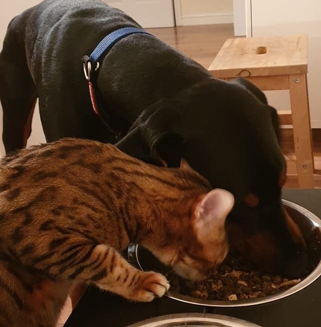 do dobermans get along with cats