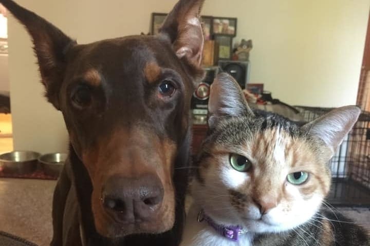 do dobermans get along with cats