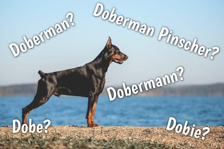 Doberman vs. Doberman Pinscher What’s the Difference? Doberman