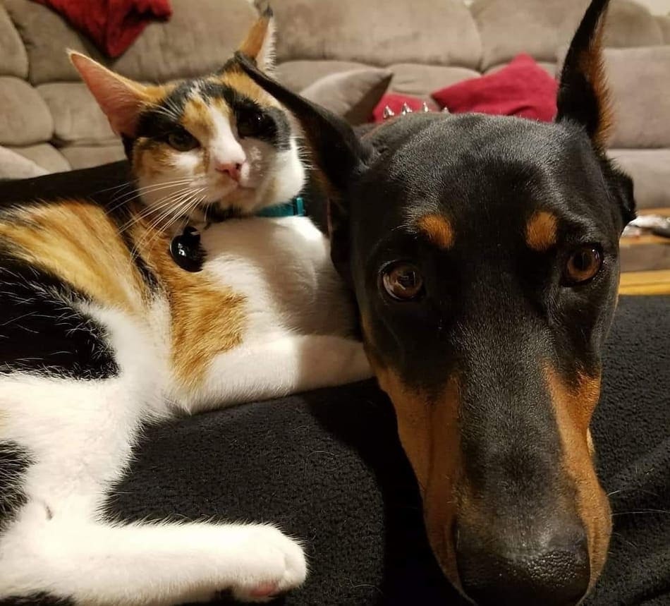 do dobermans get along with cats