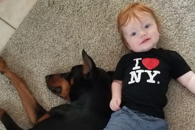 doberman and baby story