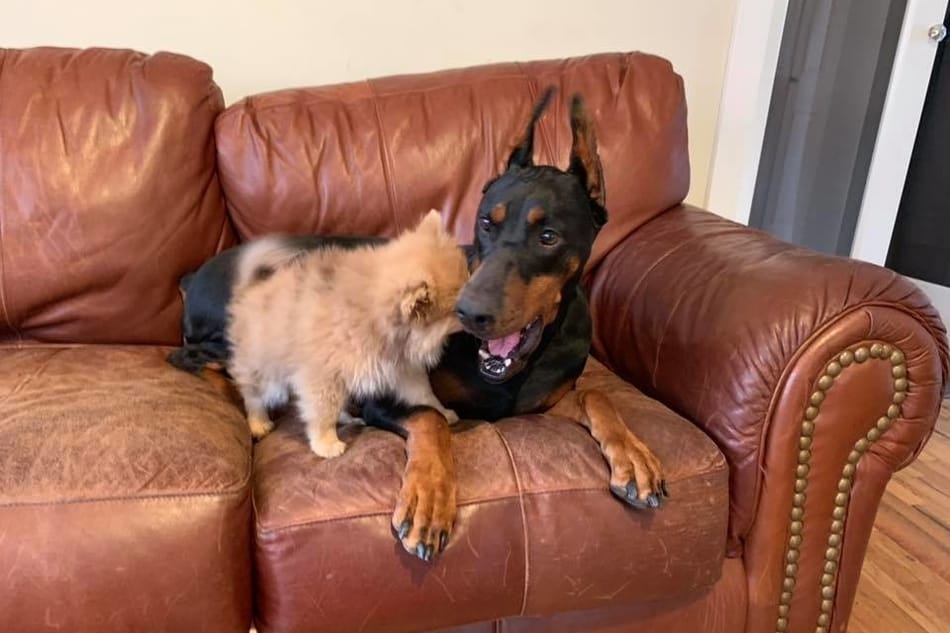 A Doberman and his little friend.