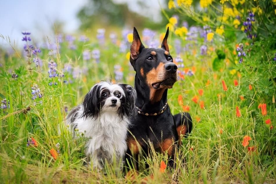 A Doberman getting along perfectly with a small dog.