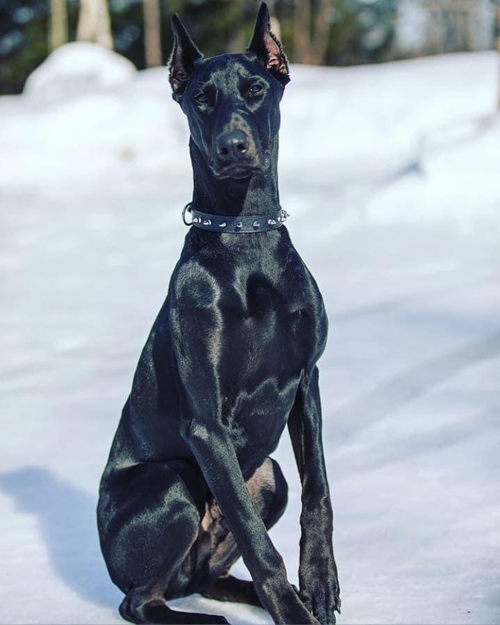 An all black (melanistic) Doberman in the snow.