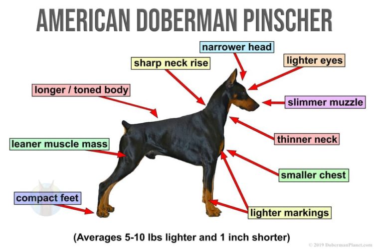 American Doberman Diagram2Large Doberman