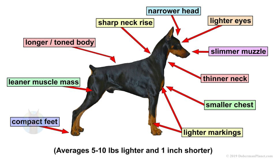 difference between european doberman and american