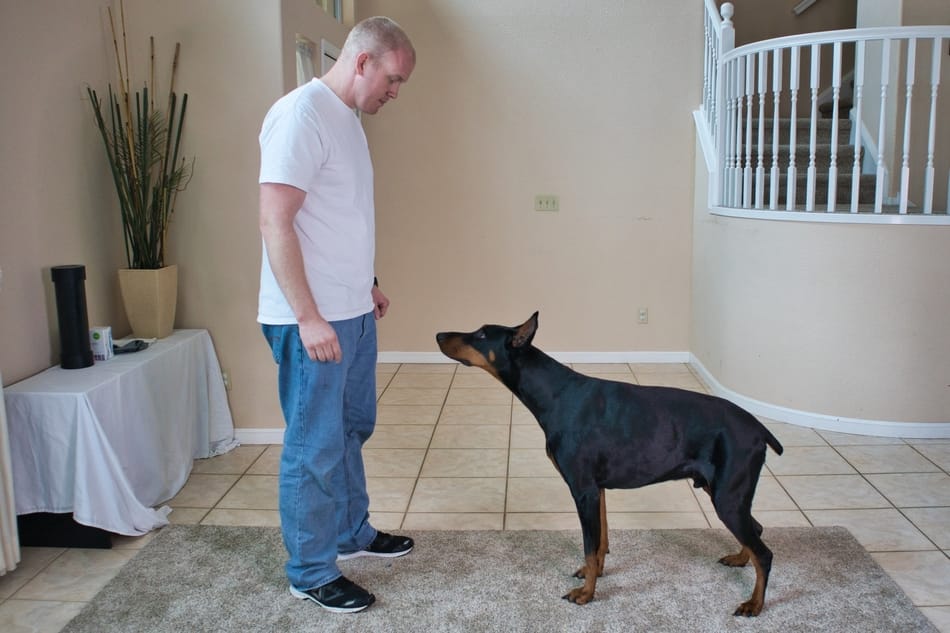 Practicing the come command with my Doberman.