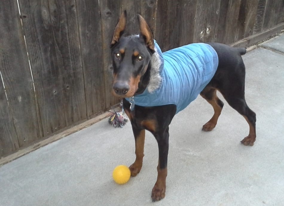 best doberman winter coat