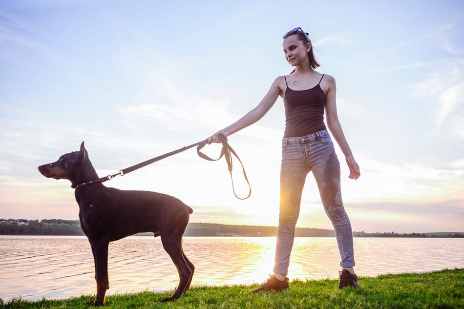 Doberman pulling on his owner's leash.