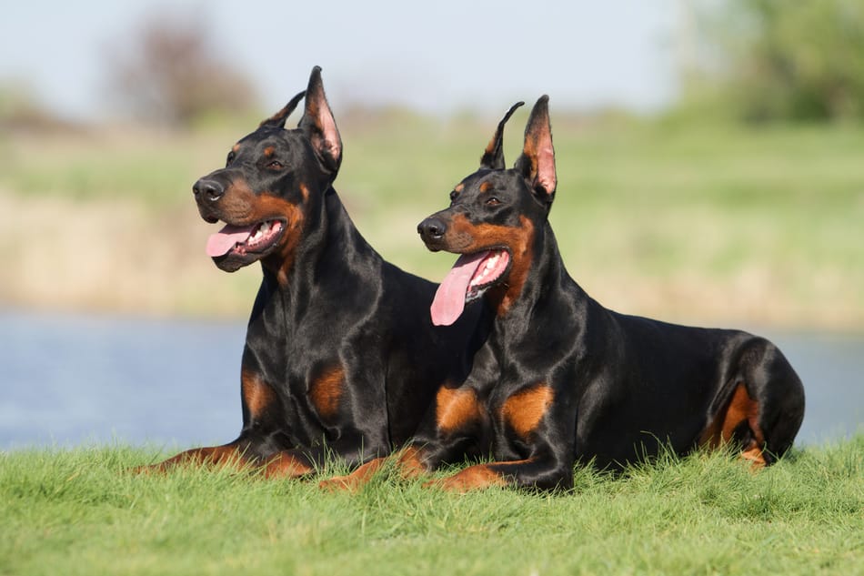 Doberman couple in sitting together in the grass.