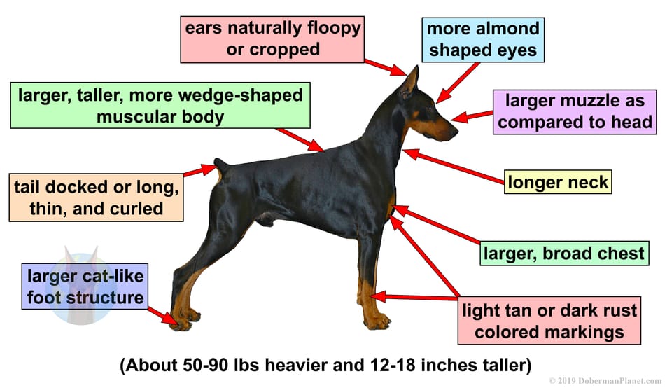 Doberman Pinscher physical traits as compared to a Miniature Pinscher.