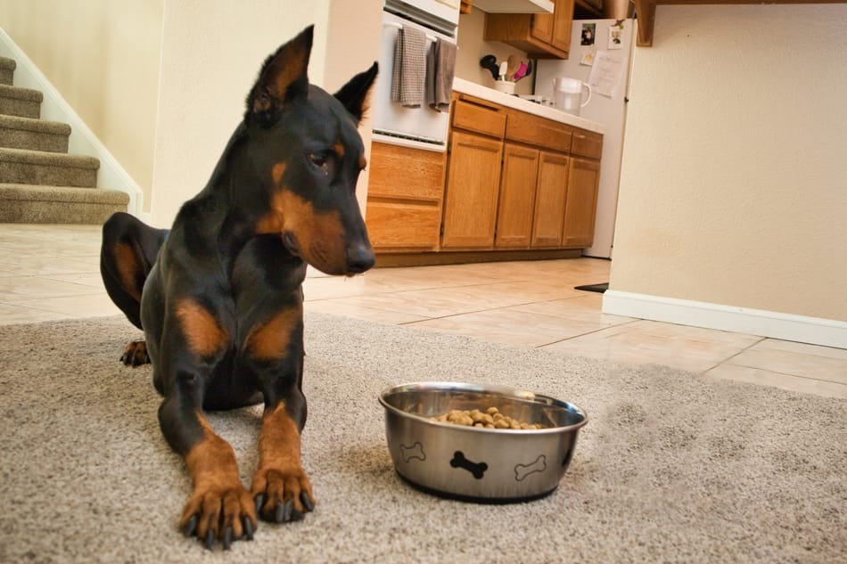 A Doberman looks suspiciously at his food bowl.