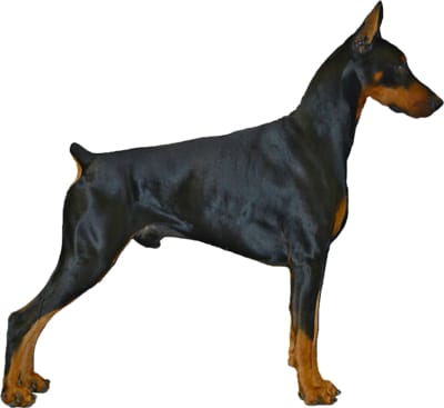 blue mini doberman pinscher