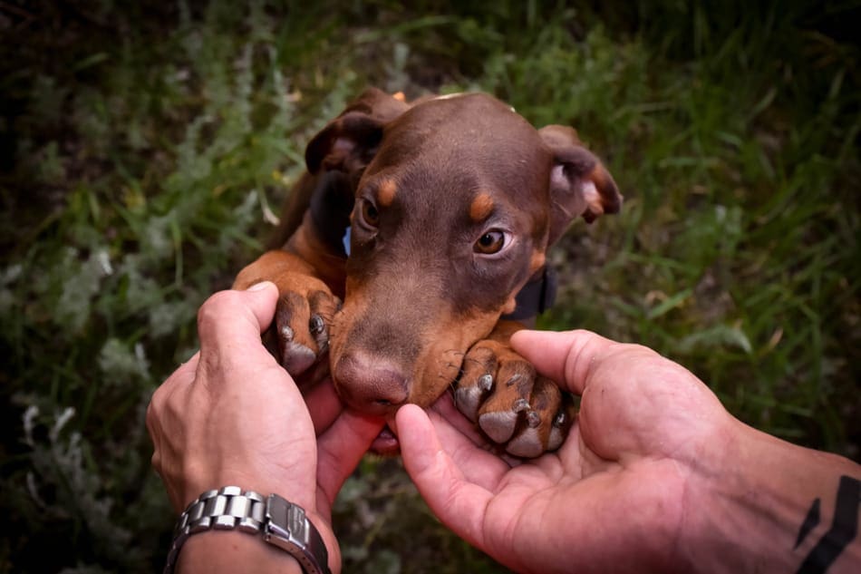 A Doberman puppy chews on his owner's hand.
