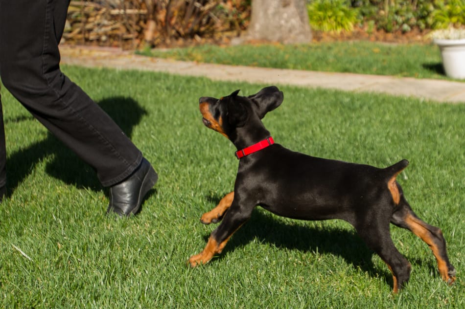 Doberman puppy biting 2025