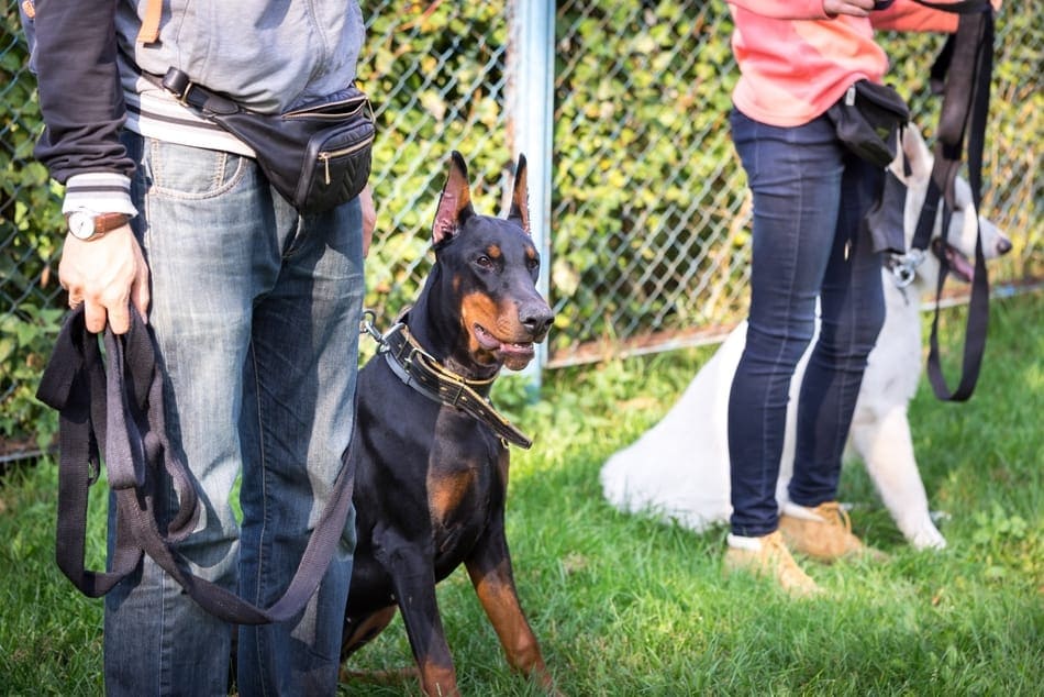 A Doberman sitting at attention during a training session.