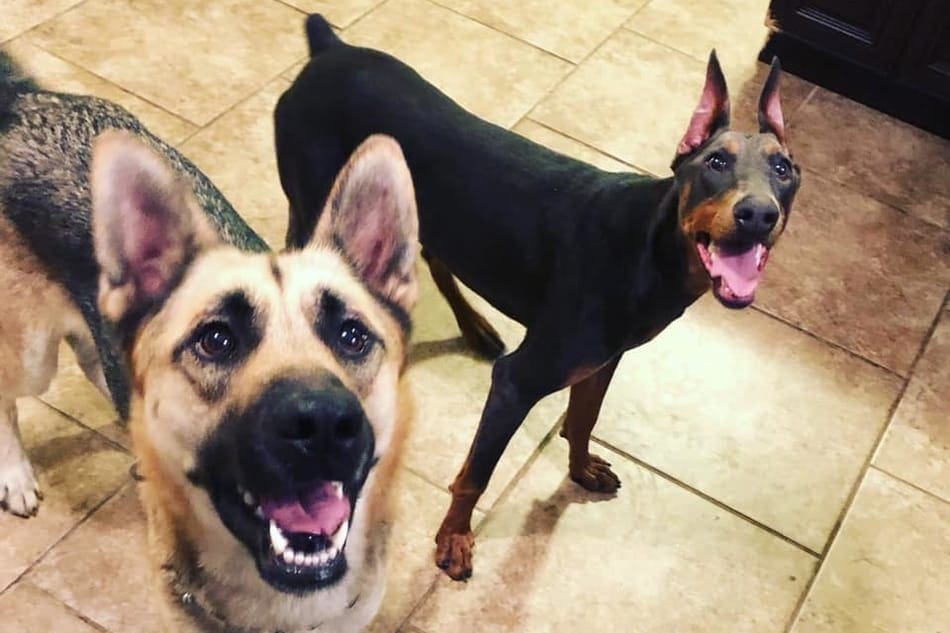 A Doberman and a German Shepherd living together in the same home.
