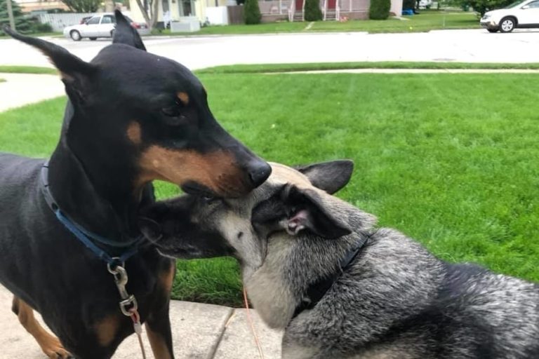 Can a Doberman Live with a German Shepherd? Doberman