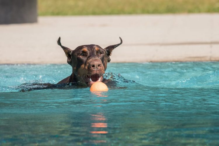Swimming Dobermans Getting Your Doberman to Love Swimming Doberman