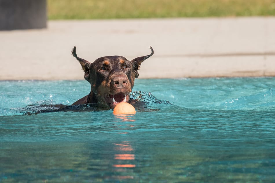 Doberman in a swimming pool going for a ball.