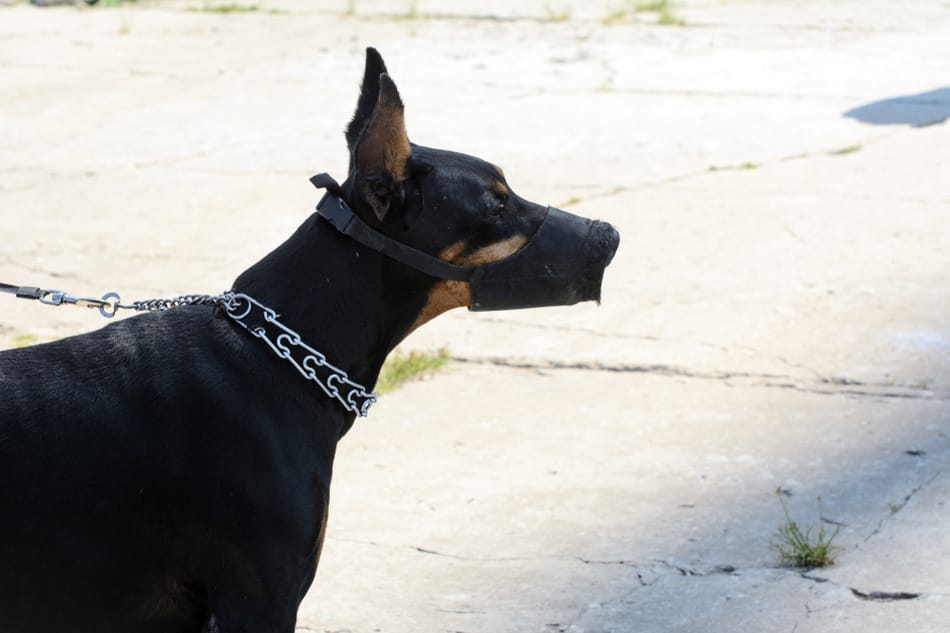 A Doberman in a fabric muzzle.