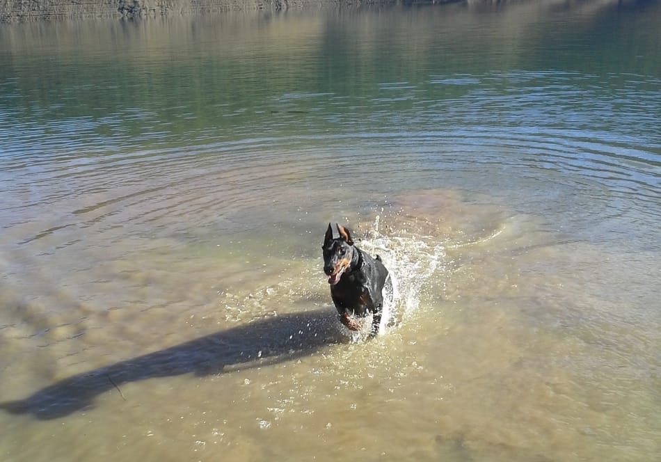 Cooper playing in the lake.