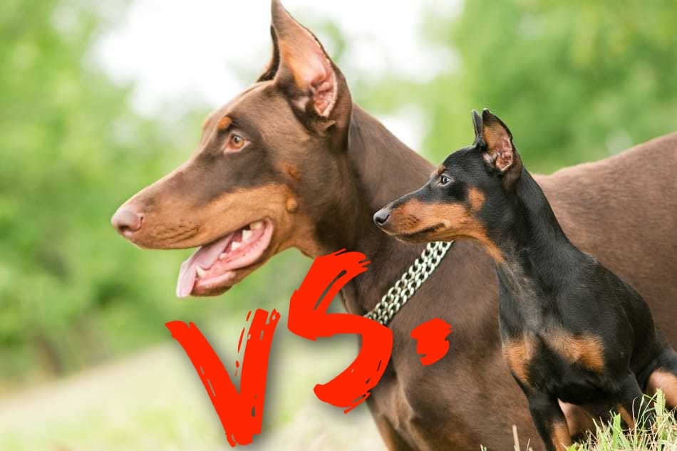 A Doberman Pinscher and a Miniature Pinscher side by side.