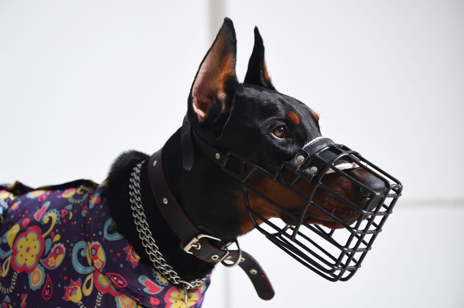 Doberman wearing a wire muzzle.