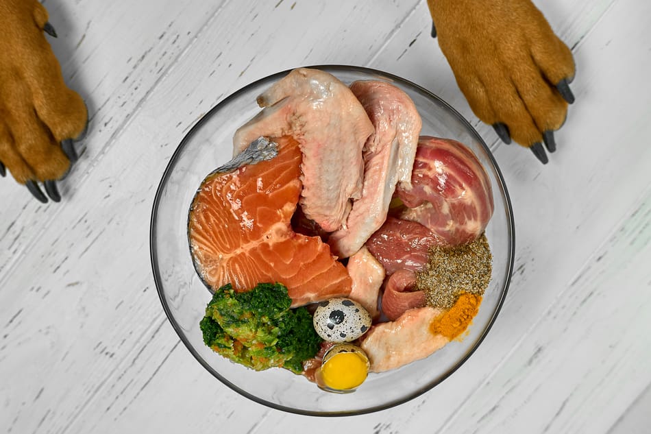 Doberman with a bowl full of raw foods in front of him.