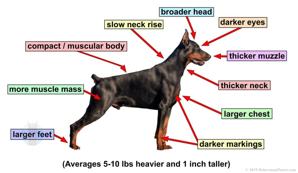 Detailed diagram of the European Doberman